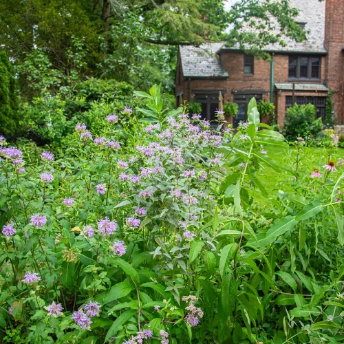 a nice backyard with milkweed and wild bergamot in a garden bed