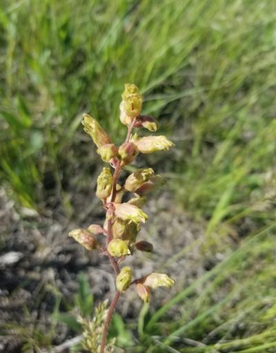 Close-up of Prairie Alumroot