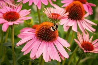 A bee on a coneflower