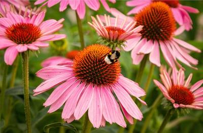 A bee on a coneflower