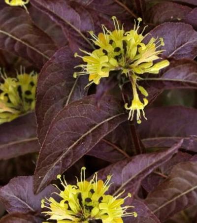 Close-up of Kodiak Jet Black Bush Honeysuckle