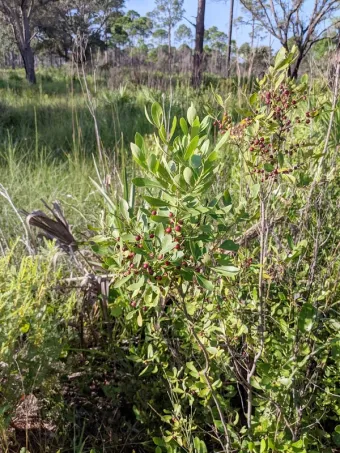Inkberry holly (Ilex glabra)