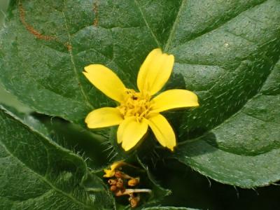 Close-up of Horseherb
