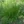 Close-up of Long-Beaked Sedge