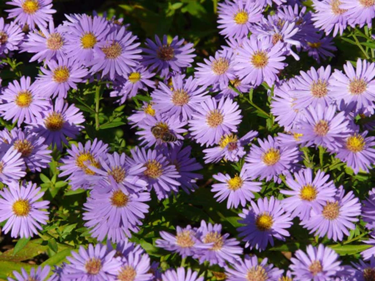 Smooth aster flowers