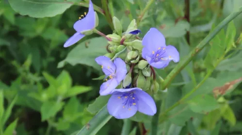 Ohio Spiderwort flower cluster amongst plants and leaves.