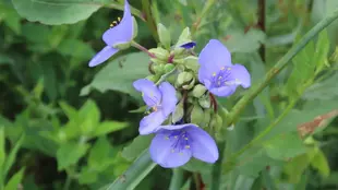 Ohio Spiderwort flower cluster amongst plants and leaves.