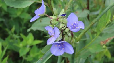 Ohio Spiderwort flower cluster amongst plants and leaves.