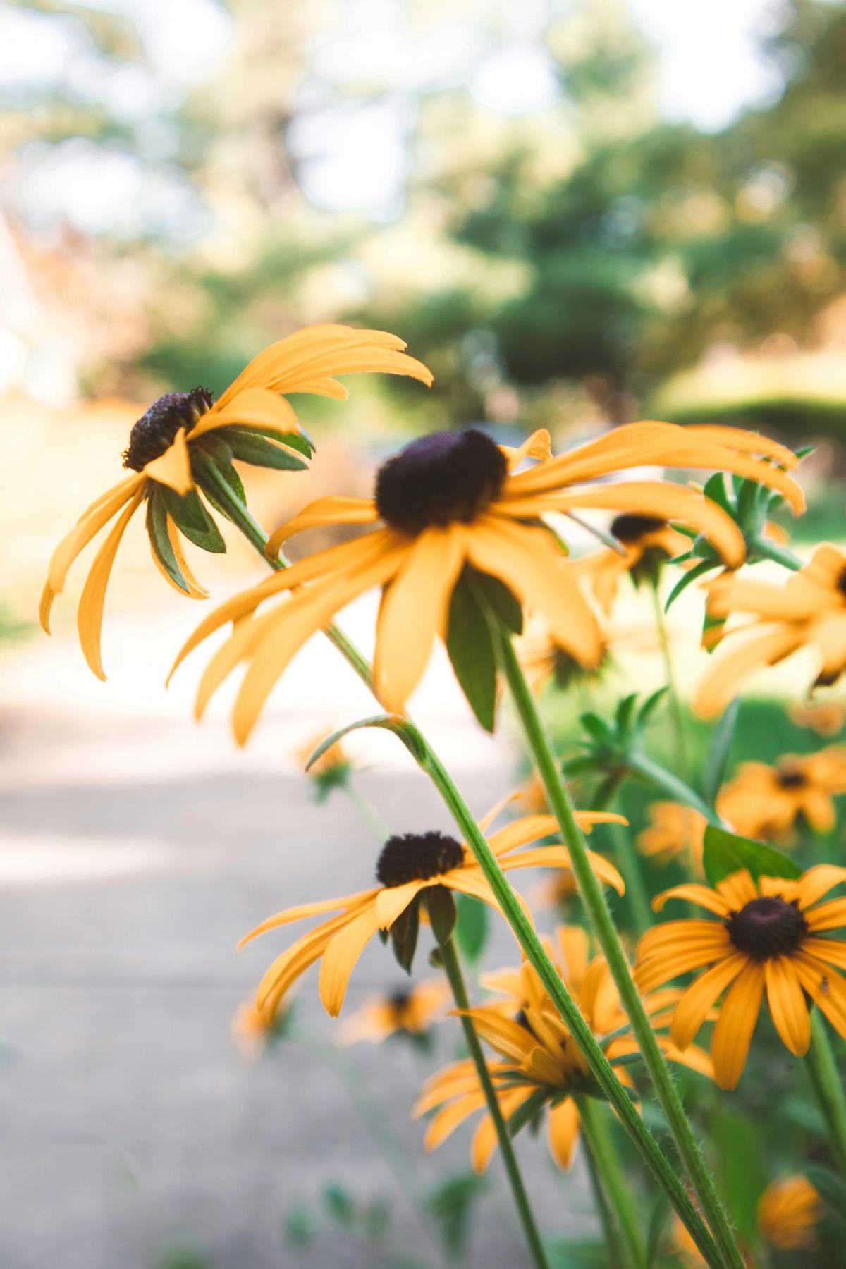 a yellow black-eyed susan thriving in ideal sun exposure