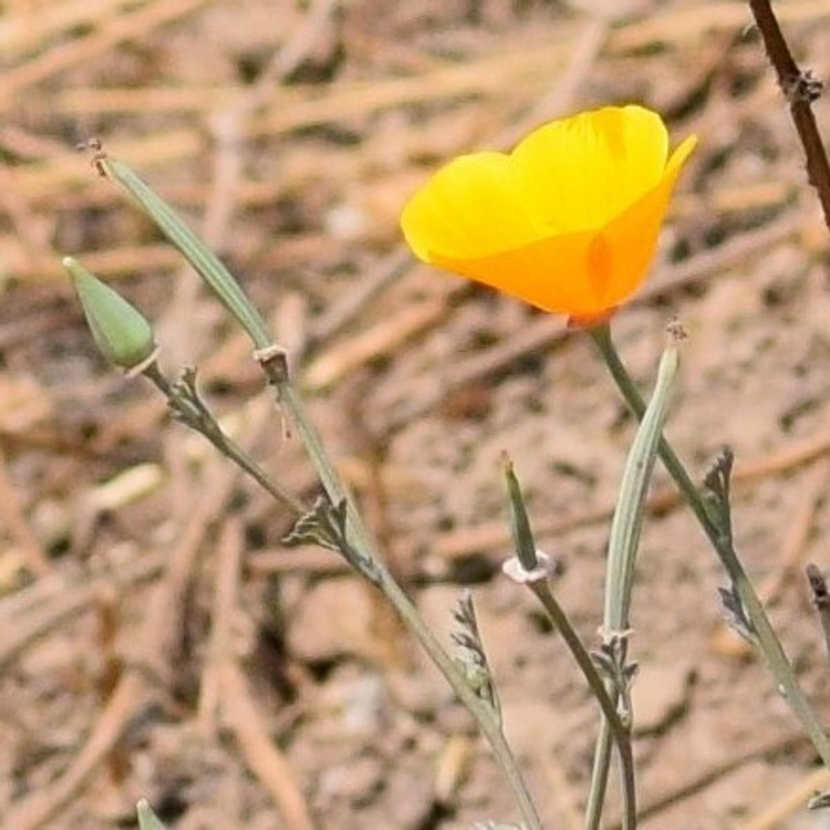 California poppy flower with a long, slender green seed pod and a flower bud