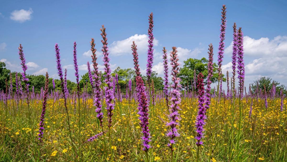 blazing star flowers