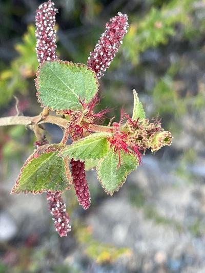 Close-up of California Copperleaf
