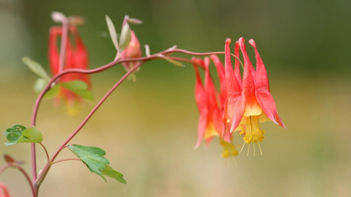 columbine flower