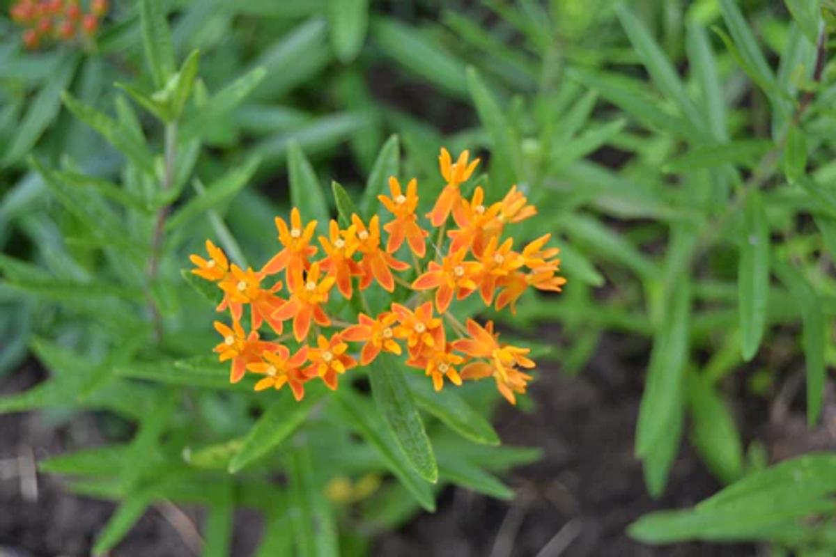 orange blooms of butterfly weed in late spring