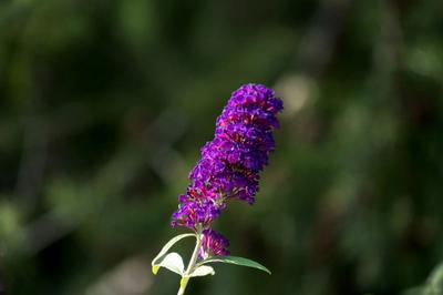 purple flowers of Butterfly Bush (Buddleja davidii)