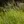 Close-up of Blue Joint Grass