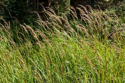 Close-up of Blue Joint Grass