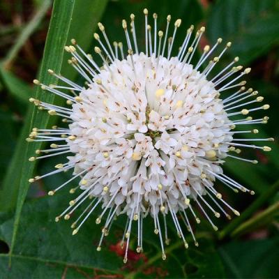 Close-up of Buttonbush