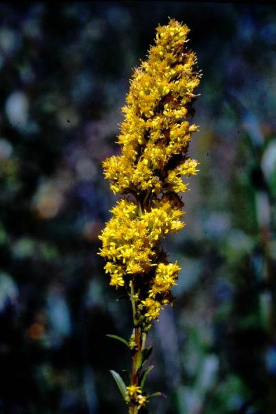 closeup of bog goldenrod flower cluster