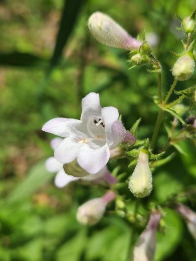 Close-up of Calico Beardtongue