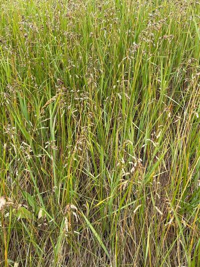 Close-up of Northern Sweetgrass