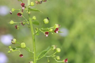 Close-up of Late Figwort