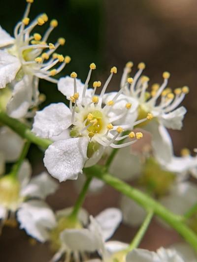 Close-up of Black Cherry