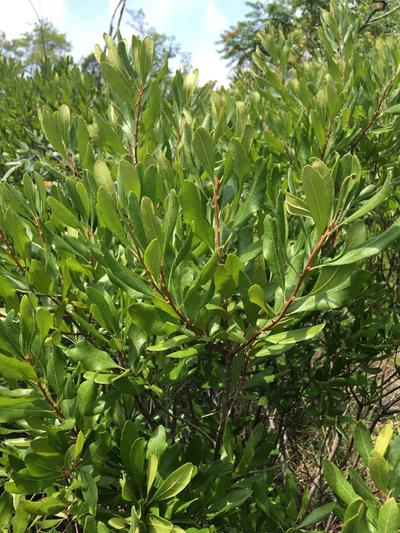 Close-up of Northern Bayberry