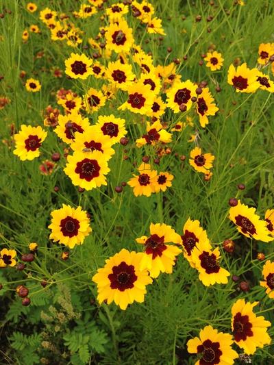 Close-up of Plains Coreopsis