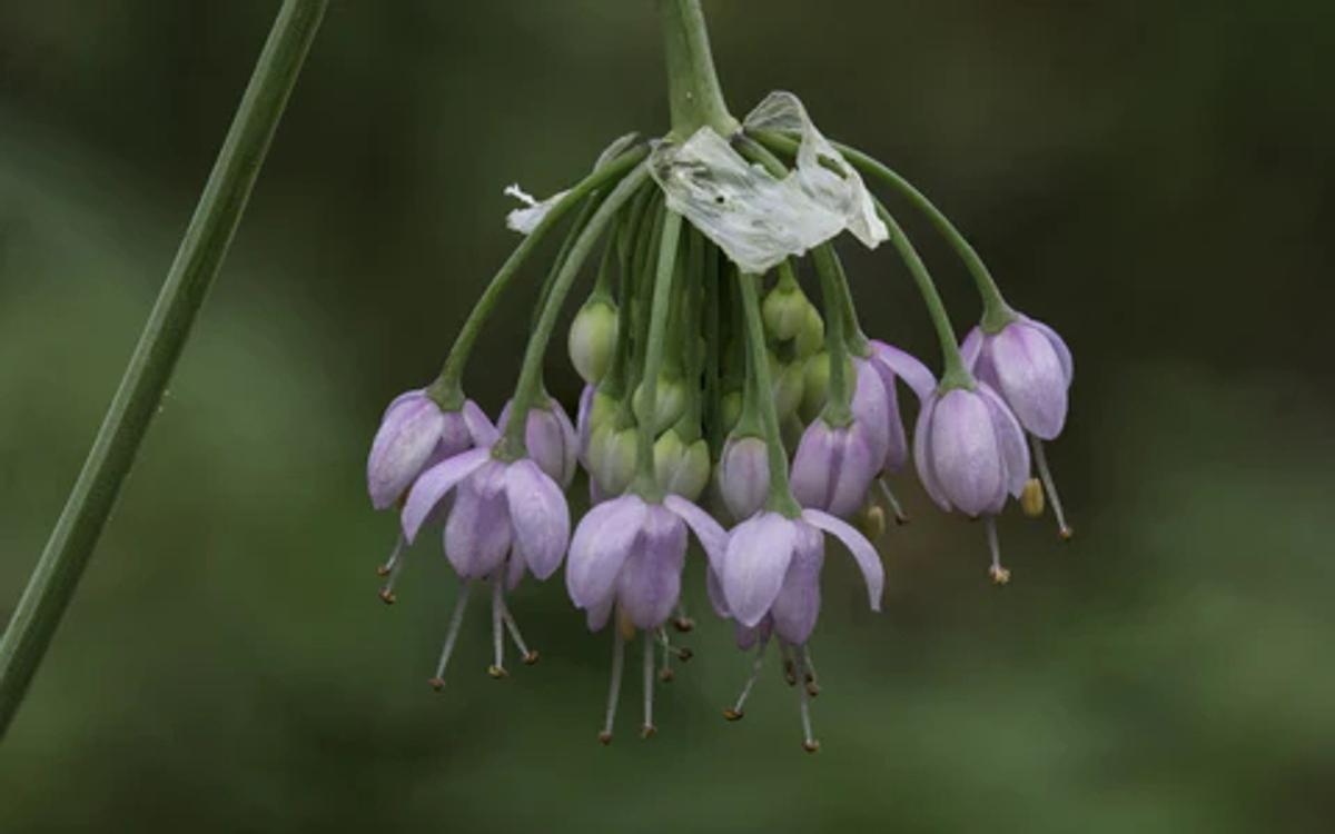 purplish flowers of nodding onion