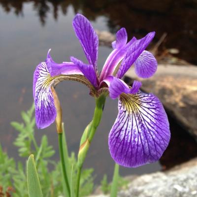 Close-up of Northern Blue Flag Iris