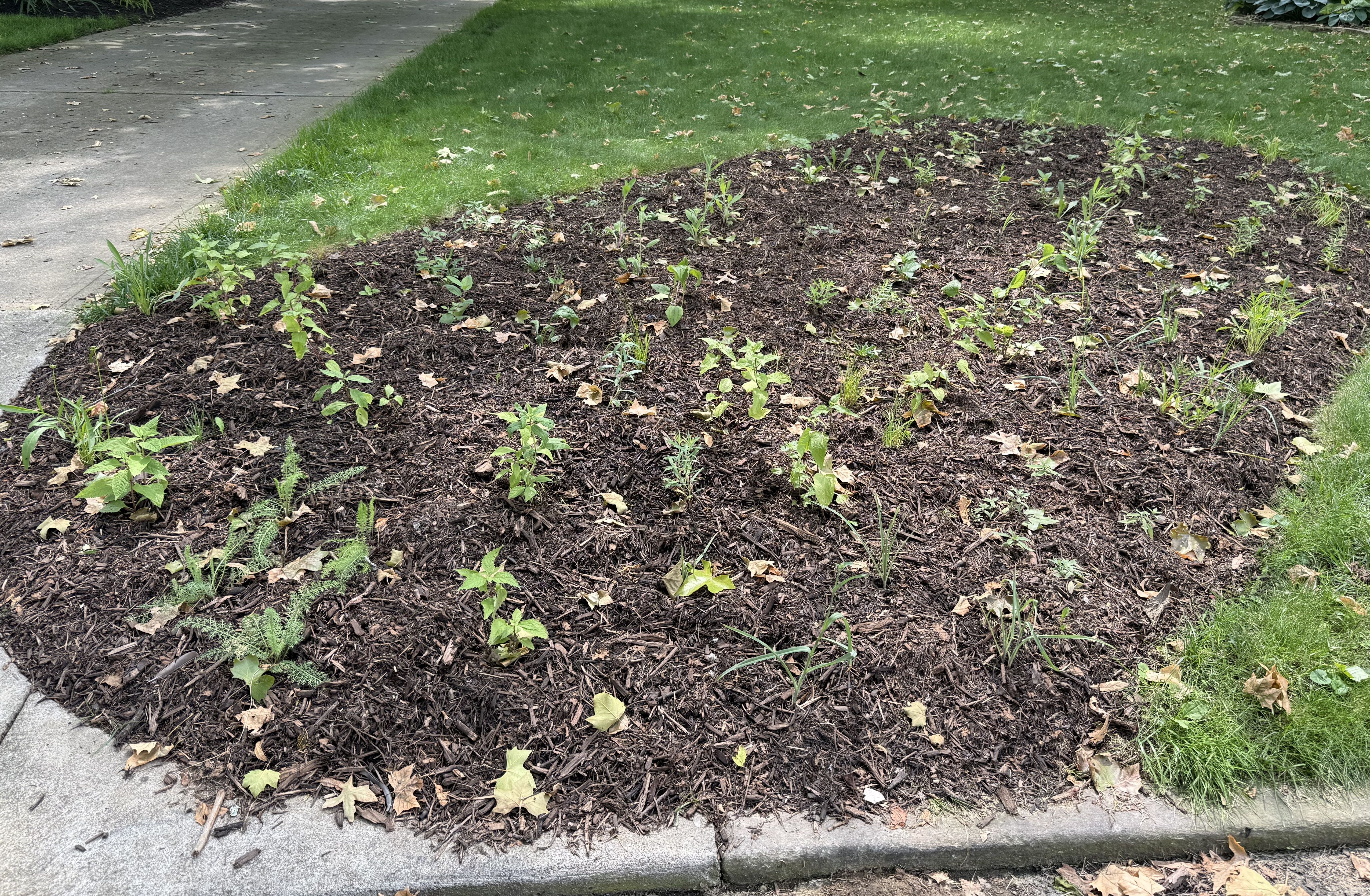 A young native garden in the front lawn of a home property.