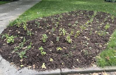 A young native garden in the front lawn of a home property.