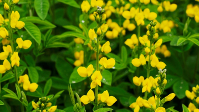 yellow wild indigo flowers