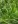 Close-up of Dark Green Bulrush