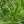 Close-up of Dark Green Bulrush
