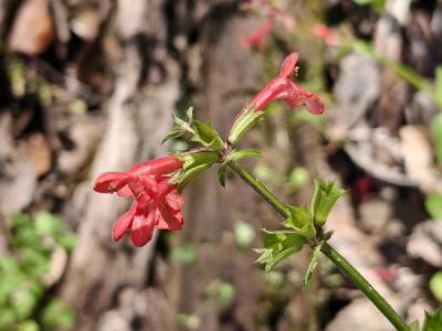 Close-up of Texas Betony