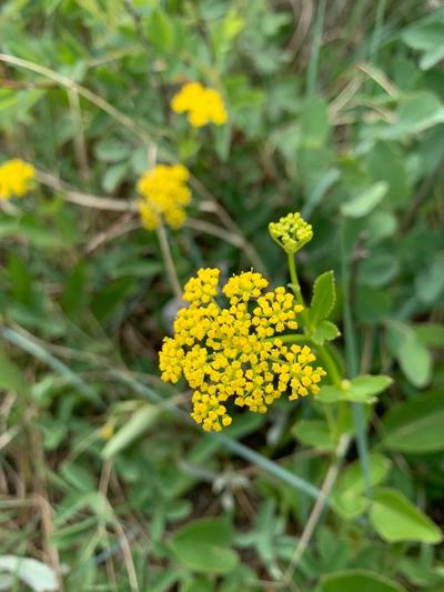 Close-up of Heartleaf Alexanders