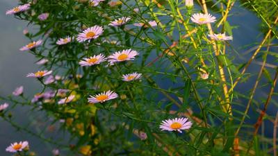 Close-up of New York Aster