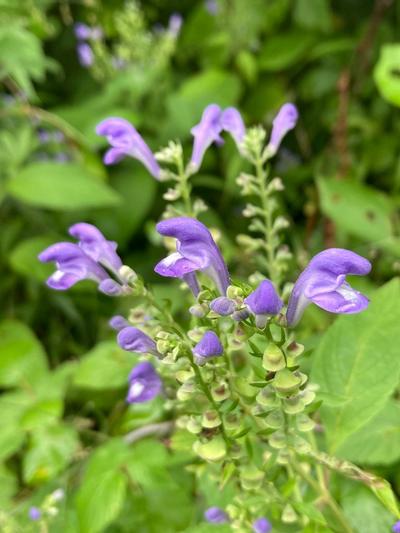 Close-up of Hoary Skullcap