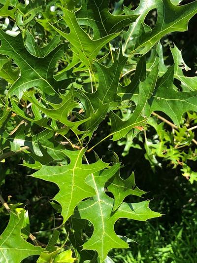 Close-up of Pin Oak