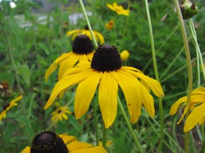 yellow flowers of black-eyed susans in a yard