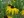 Close-up of Black-Eyed Susan