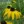 Close-up of Black-Eyed Susan