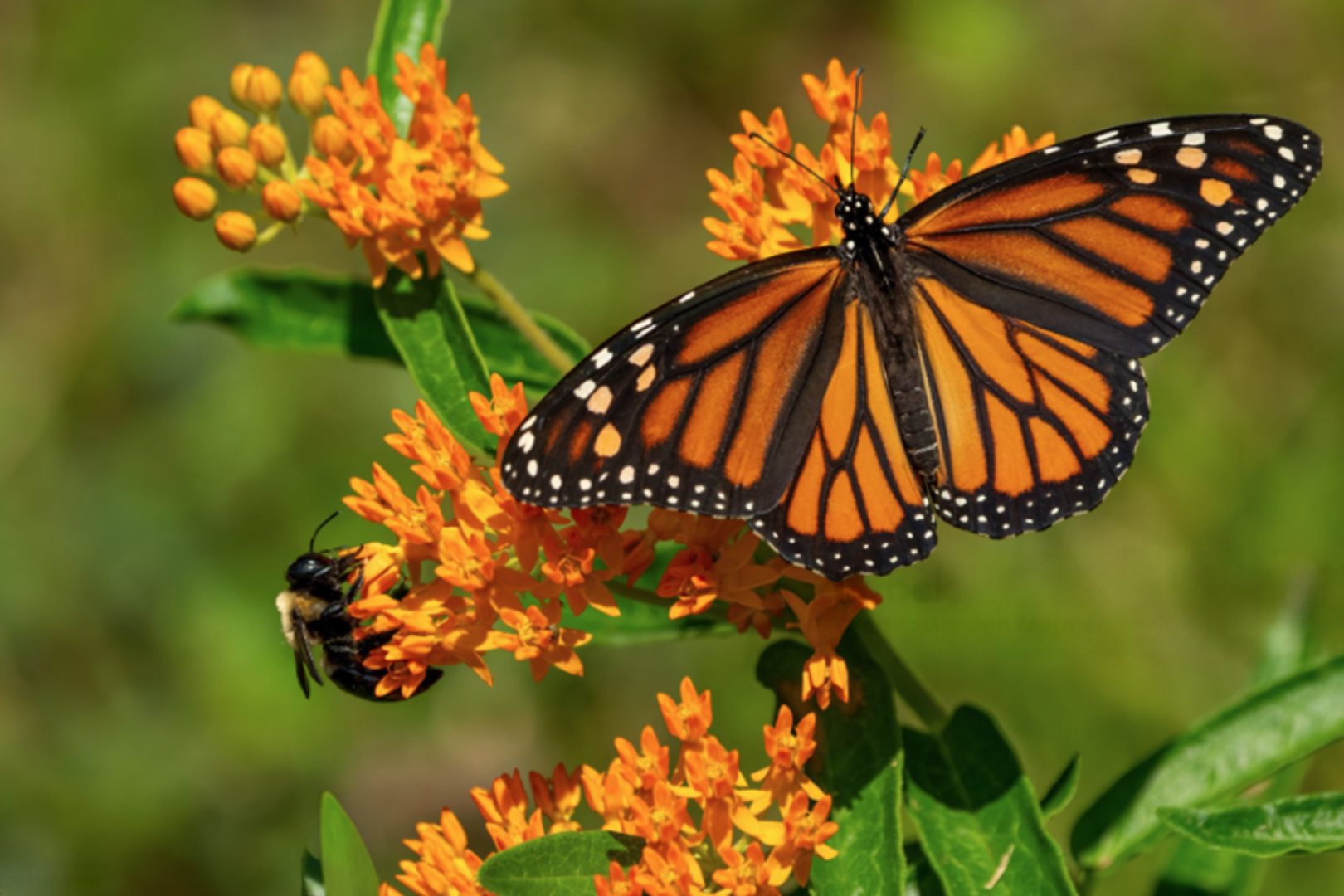 Native pollinators feeding on a flowering Texas native plant butterfly milkweed