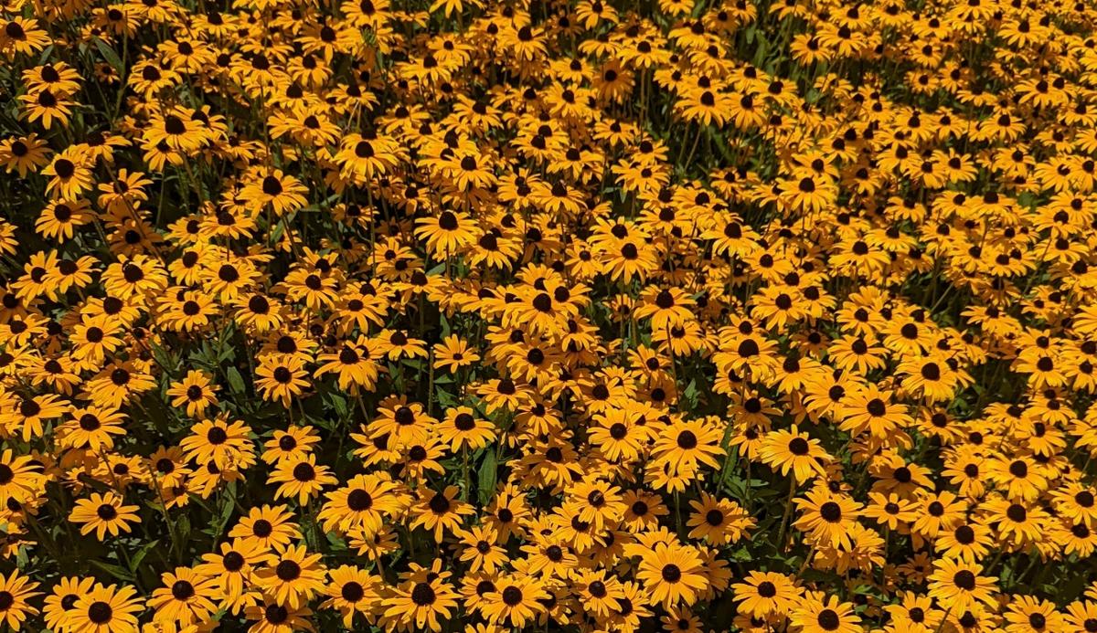 black eyed susans