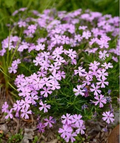 Close-up of Creeping Phlox