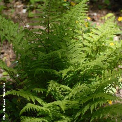 Close-up of Lady Fern ‘Lady in Red’