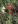 Close-up of Cardinal Flower