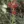 Close-up of Cardinal Flower